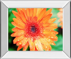 22 in. x 26 in. “Orange Gerbera” By Susan Bryant Mirror Framed Print Wall Art