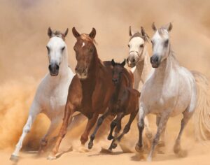 FRAMED – FOUR HORSES