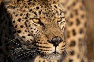 FRAMED – CHEETAH STARE BY  JIMMY’Z