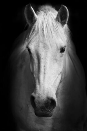 Temp Glass w/Foil – White Horse