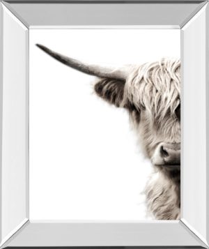 Highland Cattle BY Danita Delimont