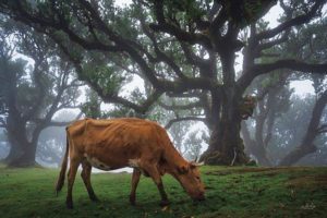 Cow in the Fog by Martin Podt (FRAMED)(SMALL)