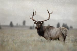 Grand Elk by Danita Delimont (FRAMED)