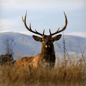Big Elk Charlo by Danita Delimont (FRAMED)(SMALL)