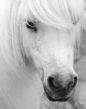 Island Pony I by Danita Delimont (FRAMED)(SMALL)