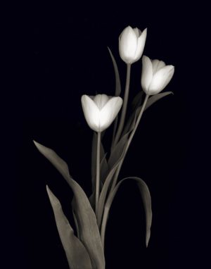Tulip Pose I by Danita Delimont (FRAMED)(SMALL)