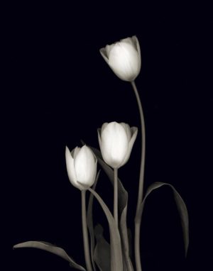 Tulip Pose III by Danita Delimont (FRAMED)